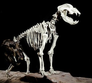 Prehistory: Skeleton of the Cave Bear from the Caves del Bandito a Roaschia in Italy by Prehistoric Prehistoric