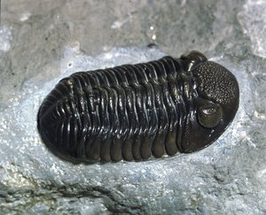 Prehistory: trilobite Phacops Rana fossil (arthropod). Age of the Paleozoic, period of the Devonian. Find in Ohio, United States by Prehistoric Prehistoric