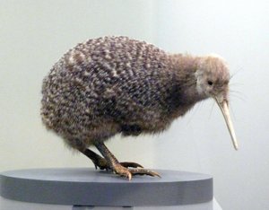 Sample Bird Stuffed Kiwi (Apterygidae), Unable to Fly. Auckland Museum, New Zealand by Prehistoric Prehistoric