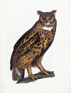 Great Eared Owl