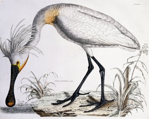 White Spoonbill, 1834