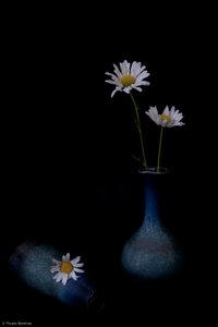 Elegant Daisies in Blue by Purple Bamboo