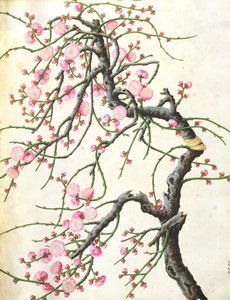 Peach Blossom by Qing Dynasty Chinese School