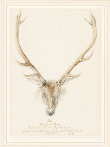 A Stag Shot by John Brown