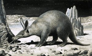 Aardvark by R.B. Davis