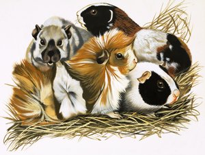 All Sorts of Guinea Pigs by R.B. Davis
