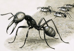 Ants by R.B. Davis