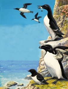 Auks
