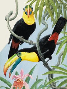 Big-Beaked Birds