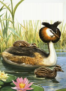 Great Crested Grebe by R.B. Davis