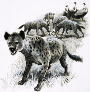 Hyenas Feeding on a Zebra Carcass with Vultures Watching by R.B. Davis