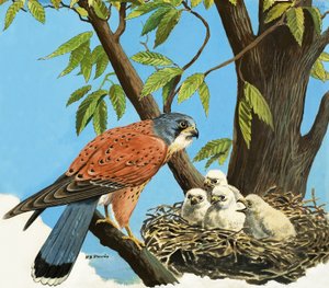 Kestrel and Chick by R.B. Davis
