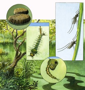 Lifecycle of the Mosquito by R.B. Davis