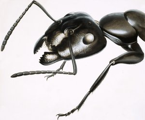 Little Monsters: The Mighty Ant by R.B. Davis