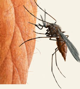 Mosquito by R.B. Davis