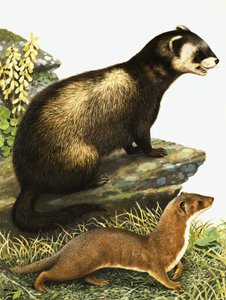 Polecat and Stoat by R.B. Davis