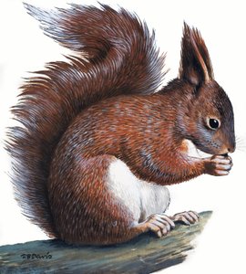 Red Squirrel by R.B. Davis