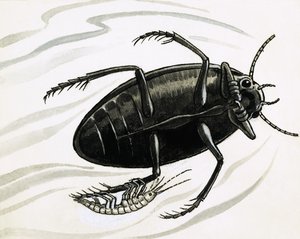 Shrimps Often Hitch a Ride with Great Water Beetles by R.B. Davis
