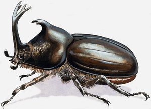 Stag Beetle by R.B. Davis