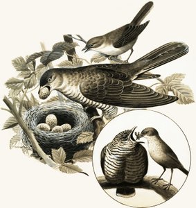 The Cuckoo by R.B. Davis