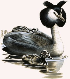 The Great Crested Grebe by R.B. Davis