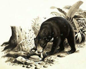 The Malayan Sun Bear Raiding a Bees Nest for Honey