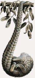 The Pangolin by R.B. Davis
