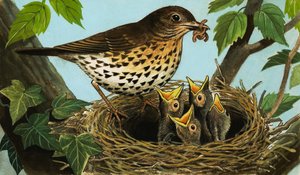 The Song Thrush by R.B. Davis