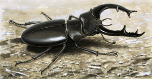 The Stag Beetle by R.B. Davis