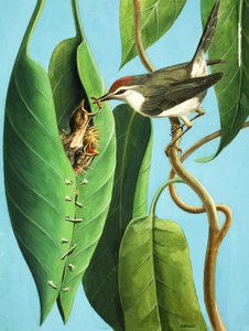 The Tailor Bird by R.B. Davis