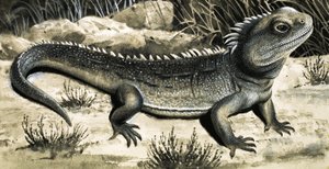 The Tuatara by R.B. Davis