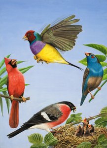 Tropical Birds