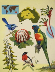 Wildlife of Australia