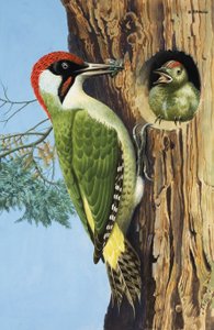 Woodpecker by R.B. Davis
