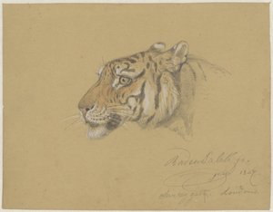 Head of a Tiger by Raden Sarief Bastaman Saleh