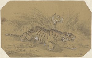 Two Tigers Sneaking Through the Grass by Raden Sarief Bastaman Saleh