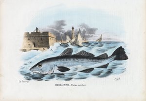 Atlantic Cod by Raimundo Petraroja