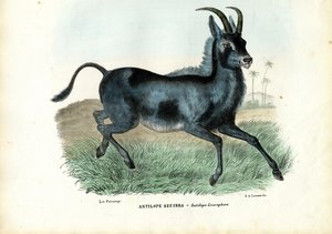 Bluebuck