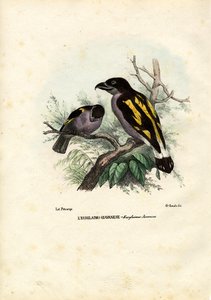 Broadbills, 1863-79 by Raimundo Petraroja