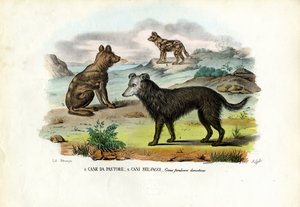 Dogs by Raimundo Petraroja