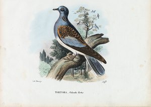 European Turtle Dove by Raimundo Petraroja