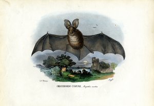 Grey Long-Eared Bat, 1863-79