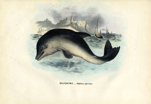 Harbour Porpoise, 1863-79