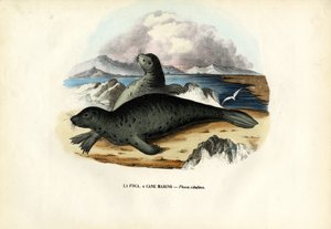 Harbour Seal, 1863-79