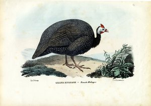Helmeted Guineafowl, 1863-79 by Raimundo Petraroja