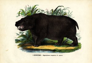 Hippo, 1863-79 by Raimundo Petraroja