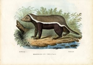 Honey Badger by Raimundo Petraroja