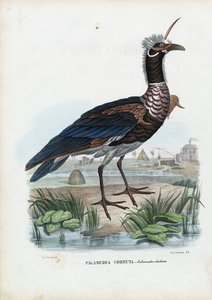 Horned Screamer, 1863-79 by Raimundo Petraroja