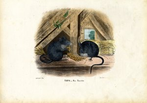 House Mouse