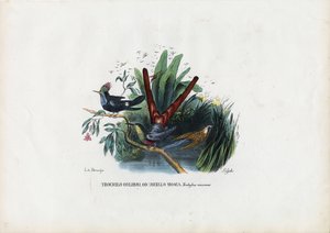 Hummingbirds, 1863-79 by Raimundo Petraroja